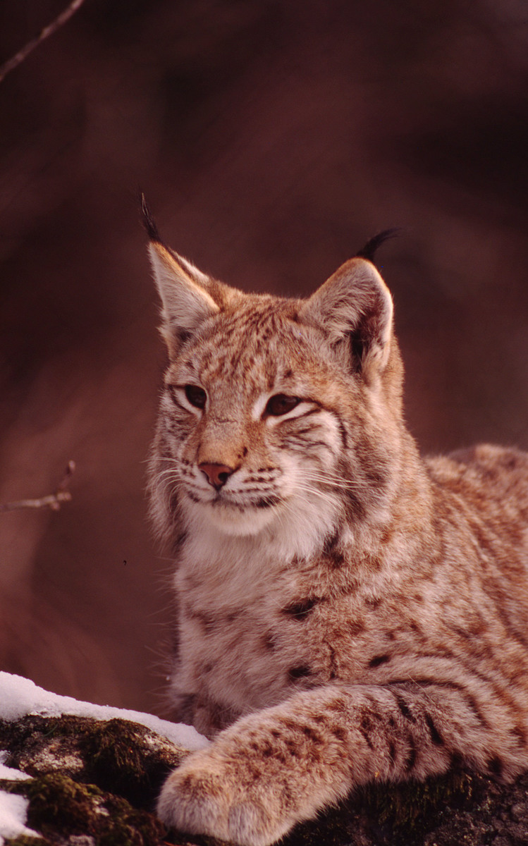 "Привид лісу" з Карпат і Полісся: 10 фактів про рись, які вас здивують